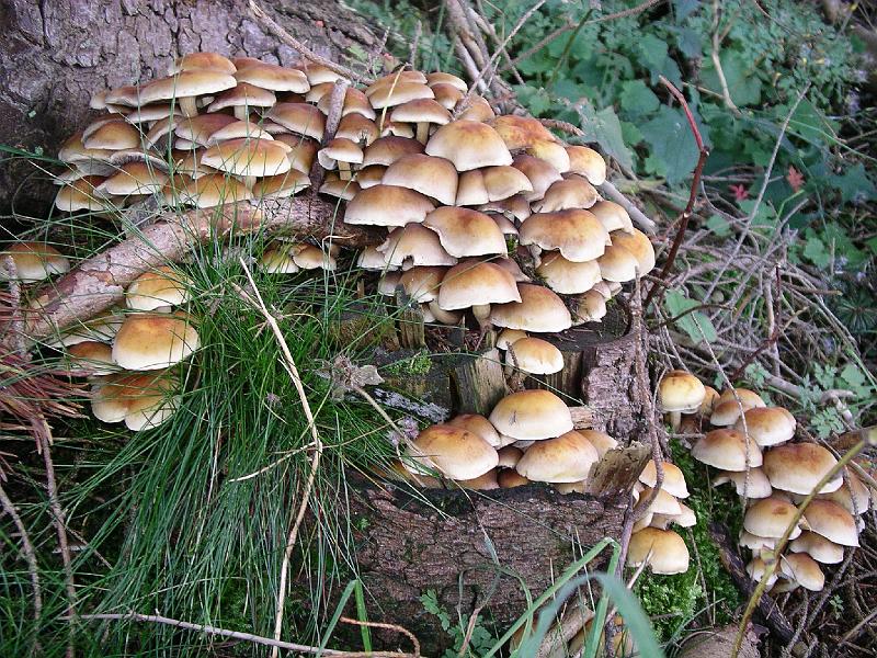 Flora 44.jpg